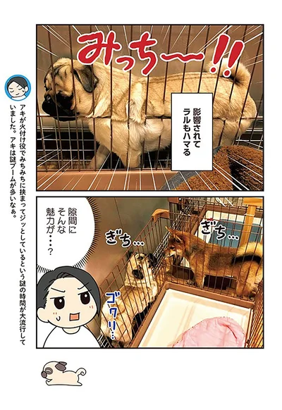 『ラルとアキ -ドMパグと女王柴犬の愉快な主従関係-』より