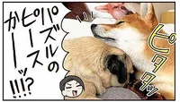 まるでパズルのピース!? 柴犬とパグのフィット感が尊い！／ラルとアキ（3）