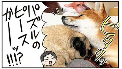 パズルのピースか⁉