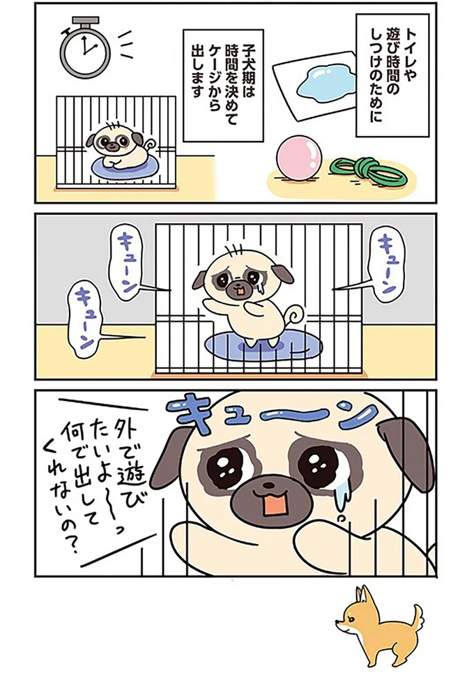 子犬期は時間を決めてケージから出します