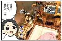 狭い場所が落ち着く？ すき間にハマりたがる愛犬たちの謎ブーム／ラルとアキ（8）