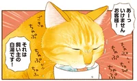 推しの所有物ならなんでも宝物！ 色々奪われても幸せになれる飼い主／しまねこ３姉妹と暮らしています（6）