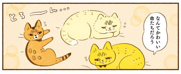 なんでもない日にも幸せを感じる。猫たちがいればそれだけでハッピー！／しまねこ３姉妹と暮らしています（8）