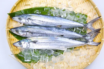 一度食べたら忘れられない！ 海産物の宝庫・若狭湾でとれた【福井のさわら】