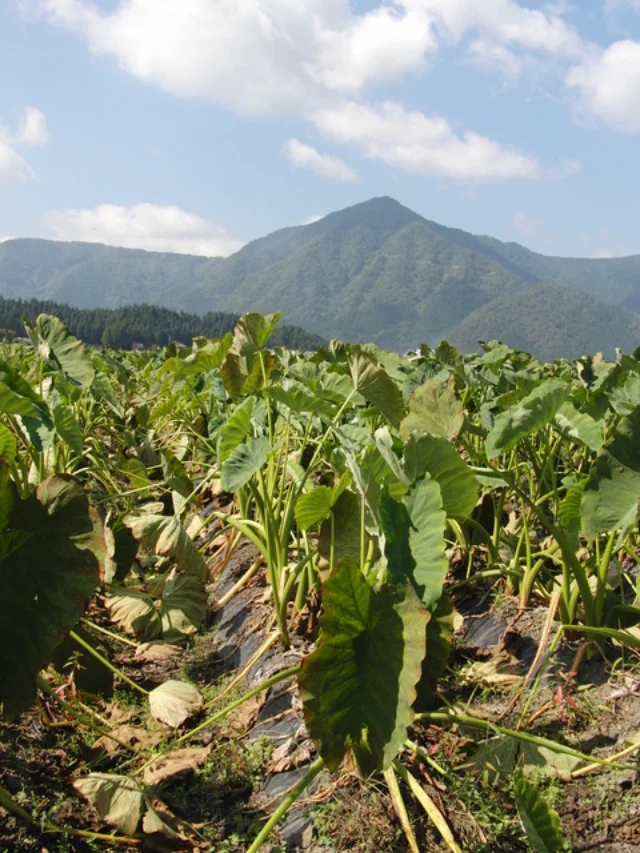 福井県大野市上庄の里芋畑