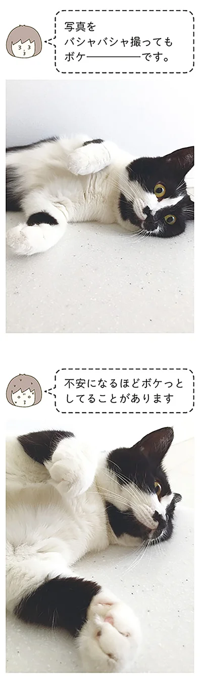 『うちの猫がまた変なことしてる。』より