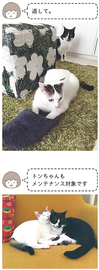 『うちの猫がまた変なことしてる。』より