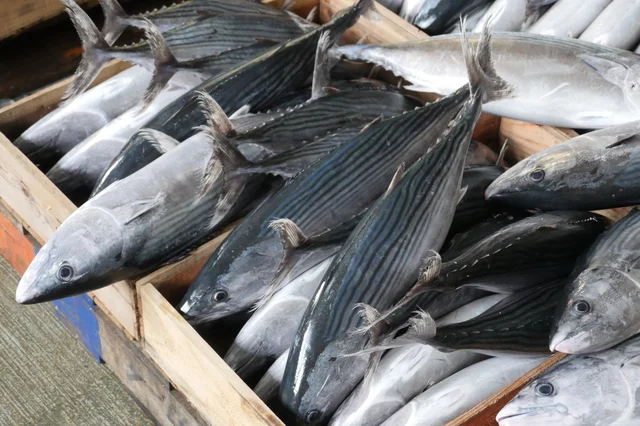 日本の食卓には欠かせない魚・かつお