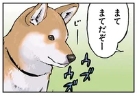 「ずるいですよご主人」柴犬が「まて」できなかったとき