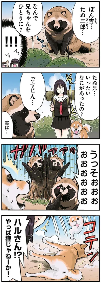 やっぱ狸じゃねーか！
