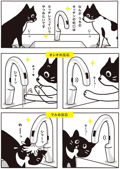 シャーッ