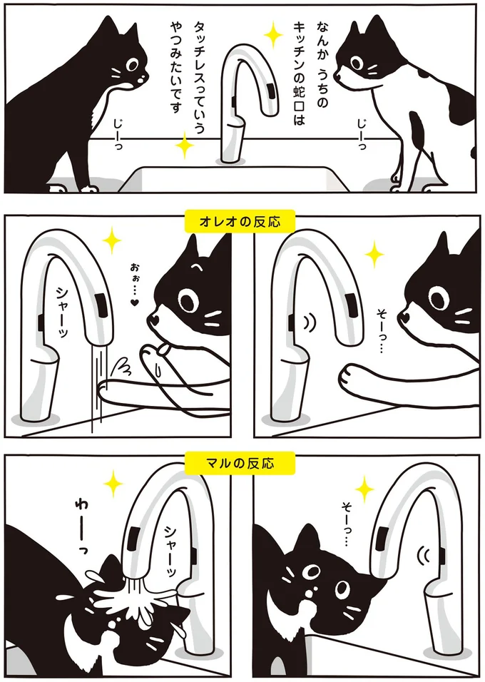 シャーッ