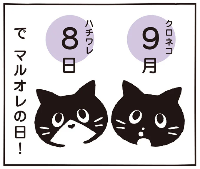 クロネコ ハチワレ で マルオレの日!