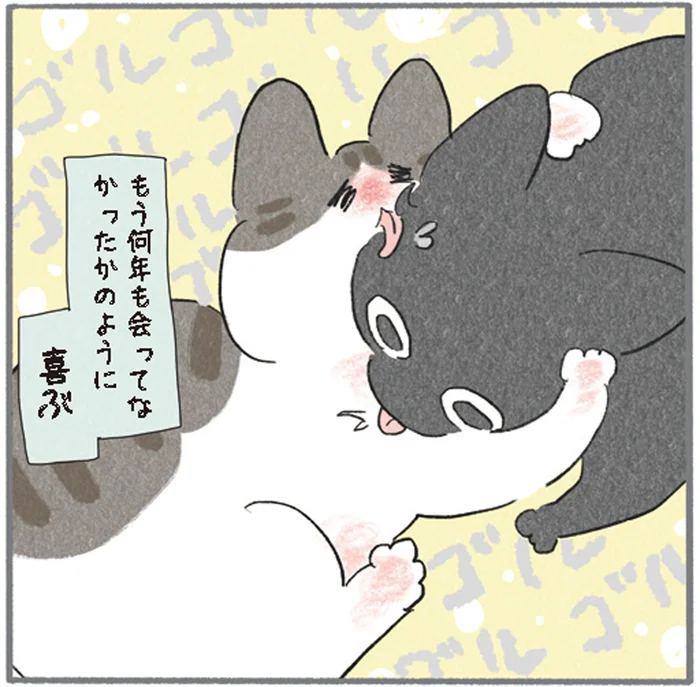 起きたらお兄にゃんがいない！昼寝明けの再会を全力で喜ぶ弟にゃんこ／くろもとぽんず（1）