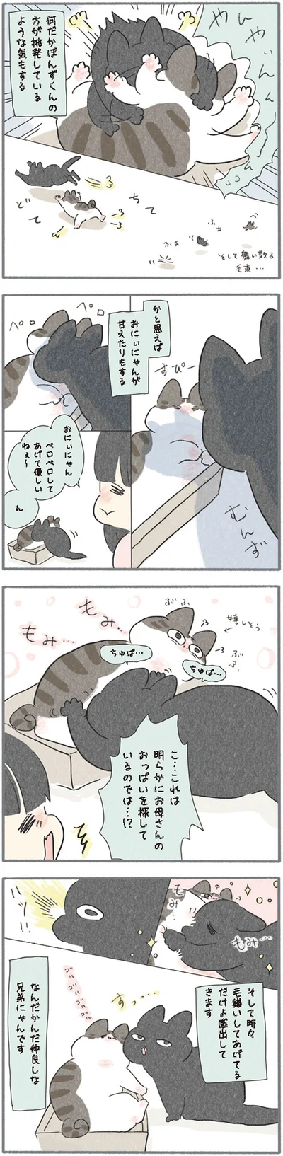 なんだかんだ仲良しな兄弟にゃん