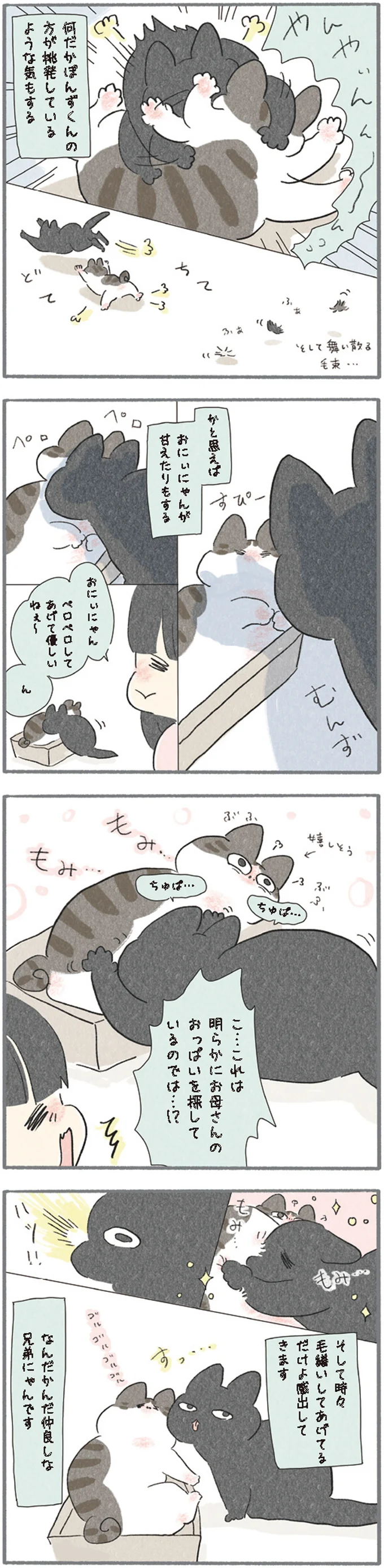 なんだかんだ仲良しな兄弟にゃん
