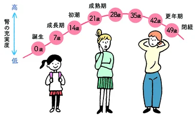 「腎」の充実度は7年毎に変化が訪れる。「腎」の働きは28歳がピークで、35歳から徐々に衰え始め、42歳を過ぎると顕著に低下する