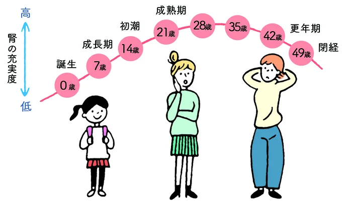 「腎」の充実度は7年毎に変化が訪れる。「腎」の働きは28歳がピークで、35歳から徐々に衰え始め、42歳を過ぎると顕著に低下する