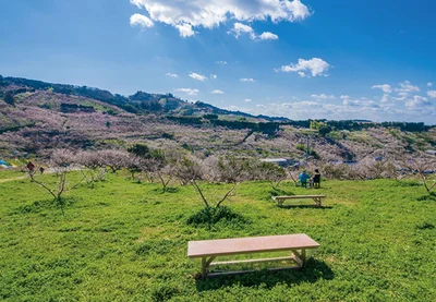 写真：みなべ・田辺の梅システム（和歌山県）