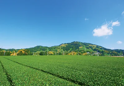 写真：茶畑（静岡県）