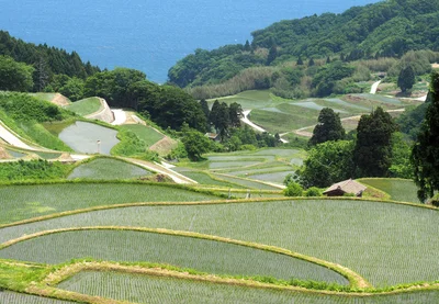 写真：岩首の棚田（新潟県）