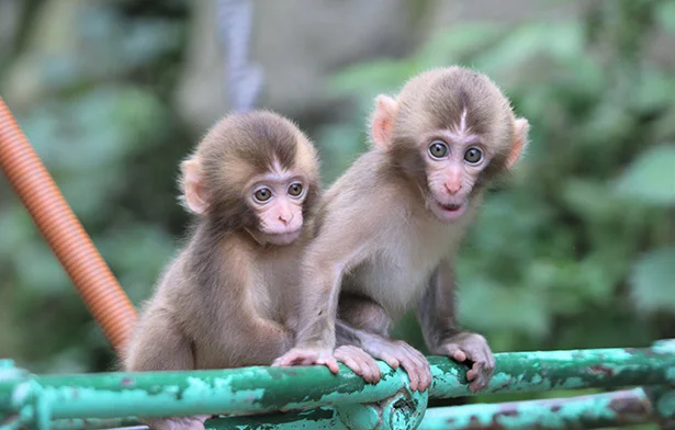 「高崎山自然動物園」では、こんなに間近で自然のサルが見られちゃいます！