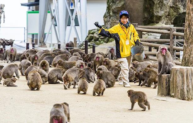 「高崎山自然動物園」のサル寄せ場