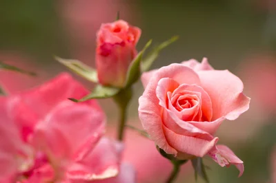 バラの香りには記憶力を向上させる効果が