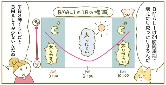 体に脂肪をためる役割の「BMAL1」に振り回されず、時間や体の周期を味方につけて痩せる！／ネコちゃんのゆるゆるダイエット塾（7）