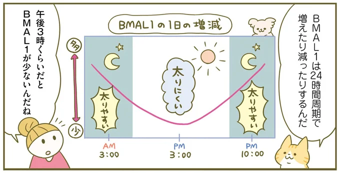 BMAL1の1日の増減