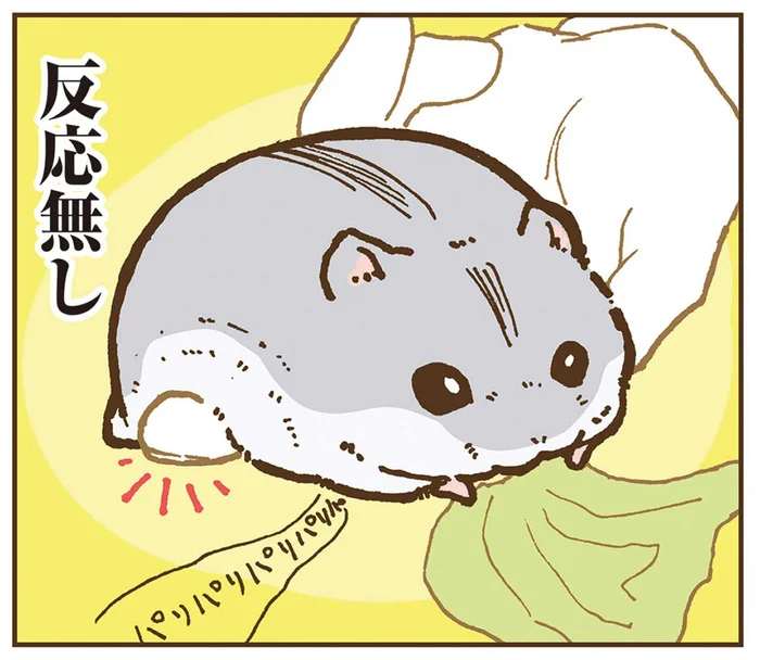 どこを触って大丈夫？お食事中のハムスターが見せた反応／今日もハムスターから目が離せない！（1）