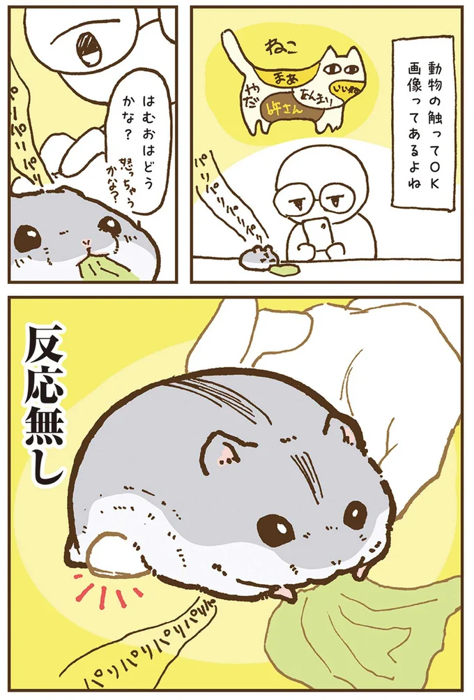 はむおはどうかな？怒っちゃうかな？