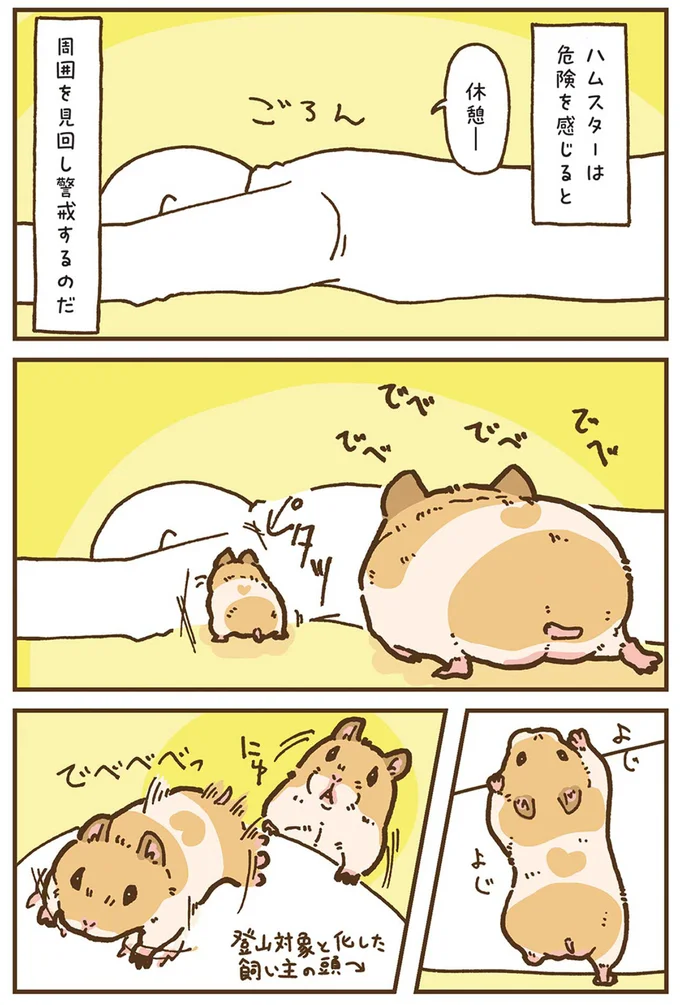 『今日もハムスターから目が離せない！』より