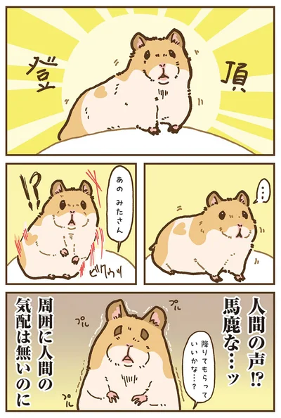 『今日もハムスターから目が離せない！』より