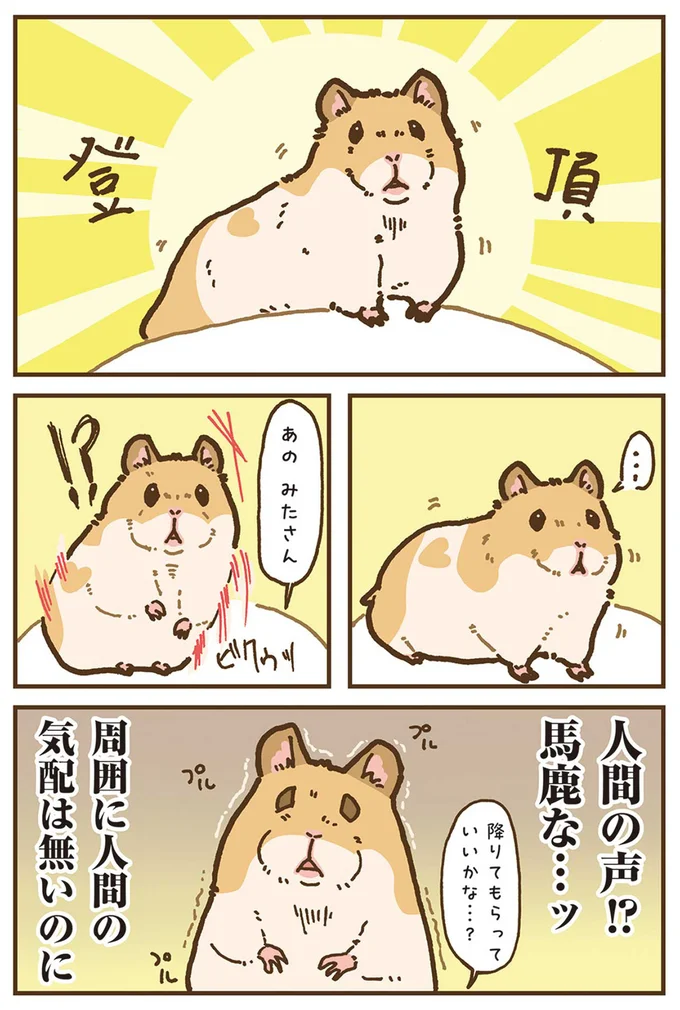 『今日もハムスターから目が離せない！』より