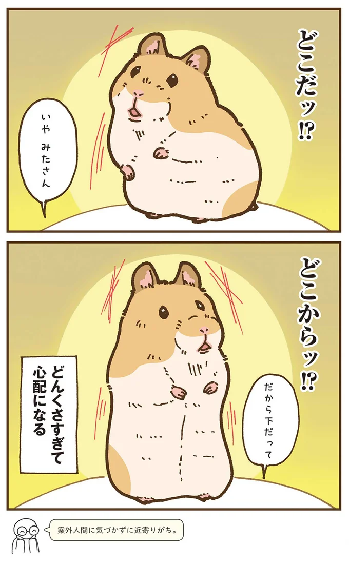 『今日もハムスターから目が離せない！』より