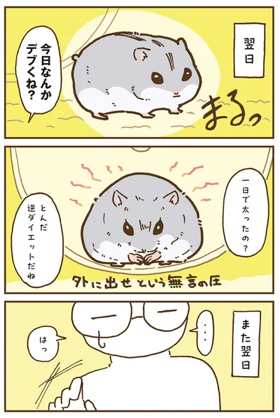 『今日もハムスターから目が離せない！』より
