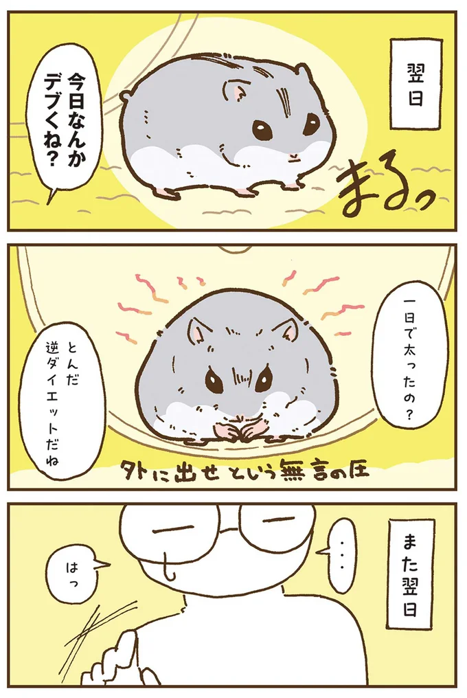 『今日もハムスターから目が離せない！』より