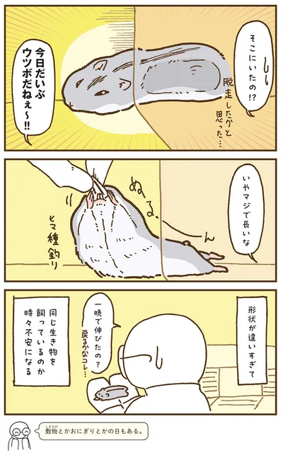 『今日もハムスターから目が離せない！』より