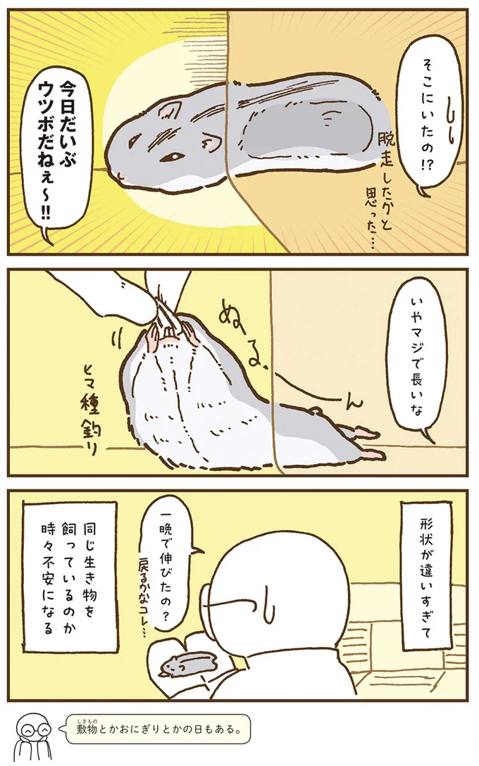 『今日もハムスターから目が離せない！』より