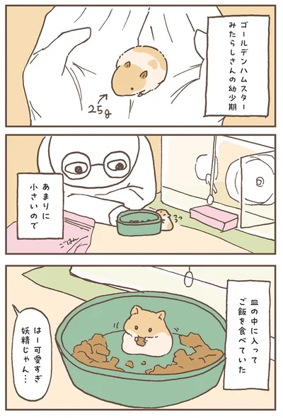 『今日もハムスターから目が離せない！』より
