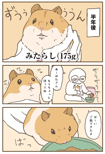 『今日もハムスターから目が離せない！』より
