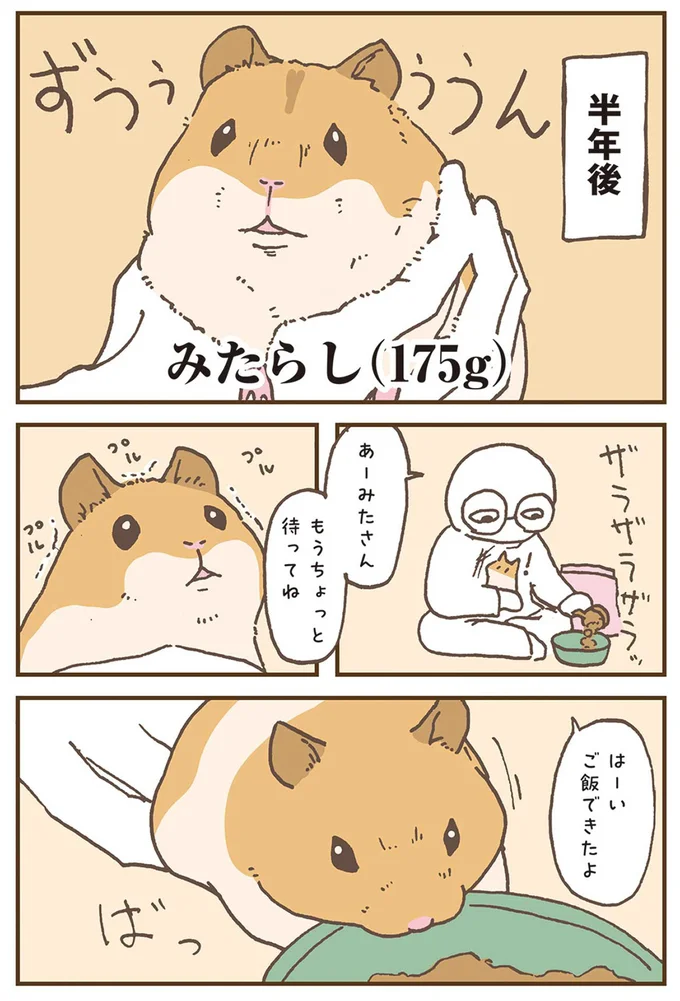 『今日もハムスターから目が離せない！』より