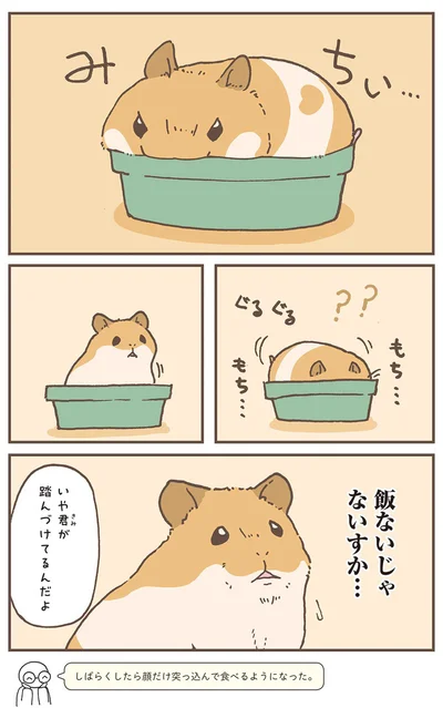 『今日もハムスターから目が離せない！』より