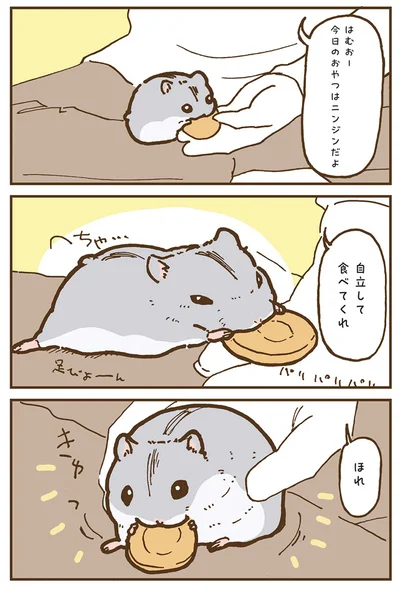 『今日もハムスターから目が離せない！』より