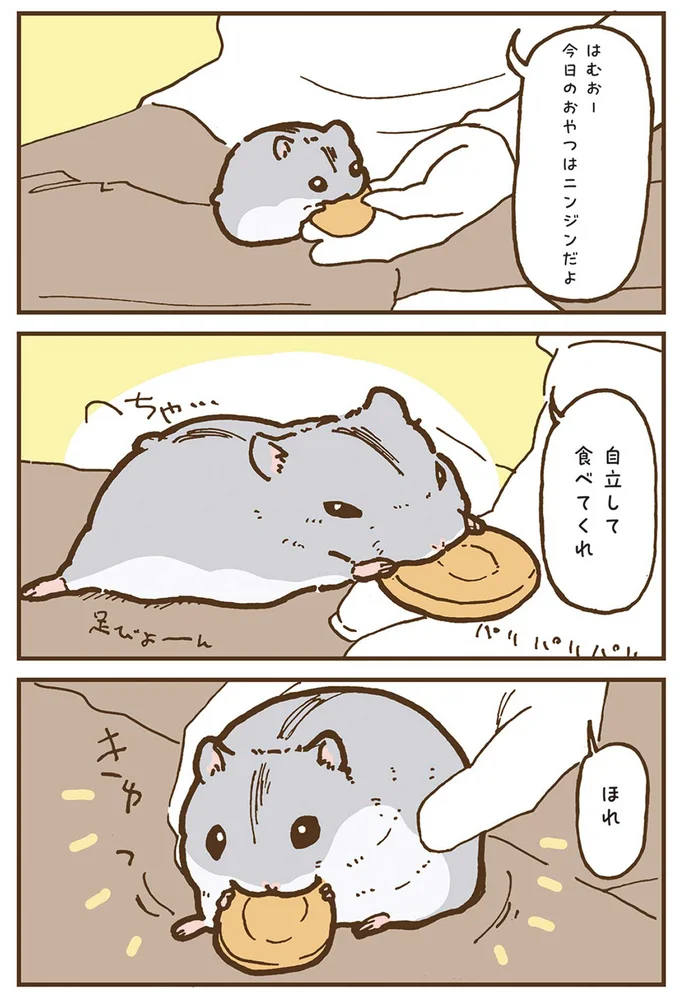 『今日もハムスターから目が離せない！』より