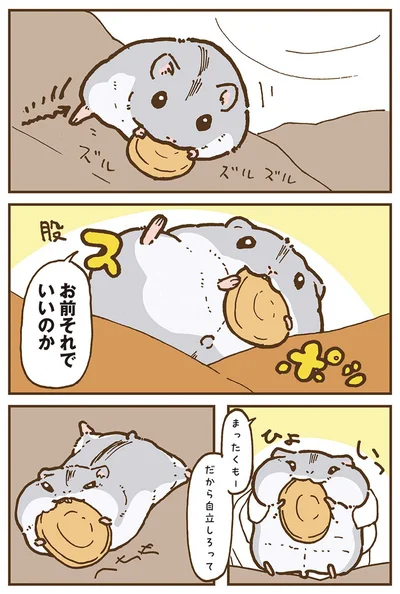 『今日もハムスターから目が離せない！』より