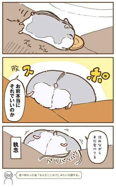 『今日もハムスターから目が離せない！』より