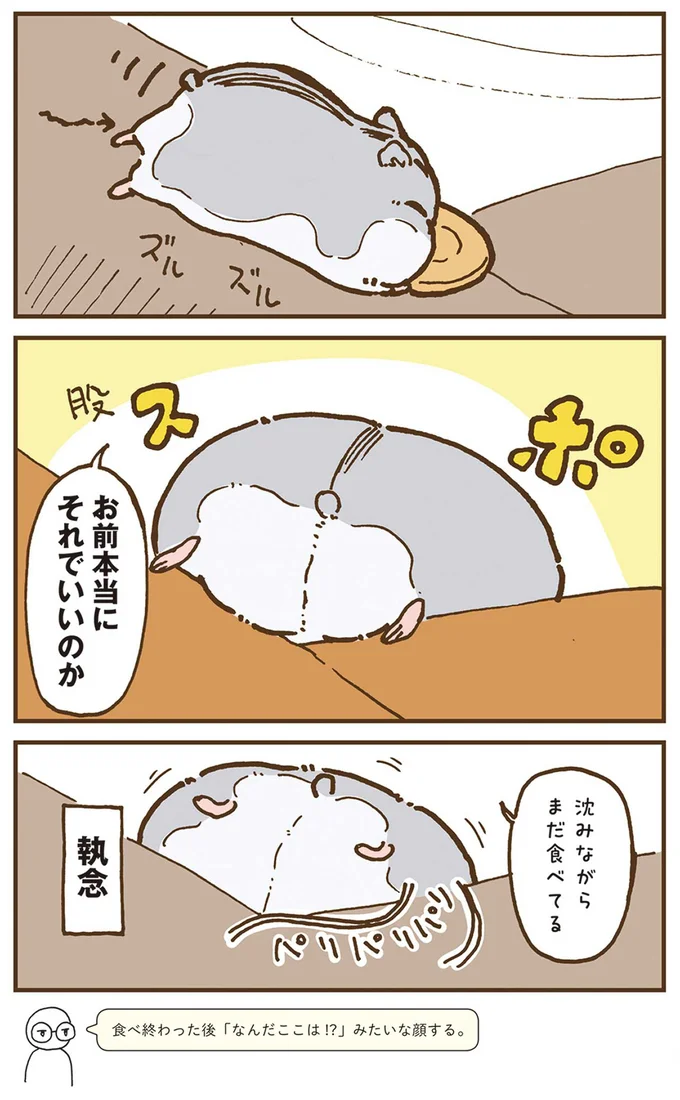 『今日もハムスターから目が離せない！』より
