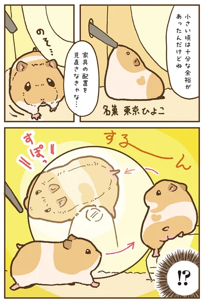 『今日もハムスターから目が離せない！』より
